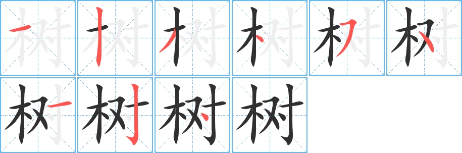 树笔顺分步演示