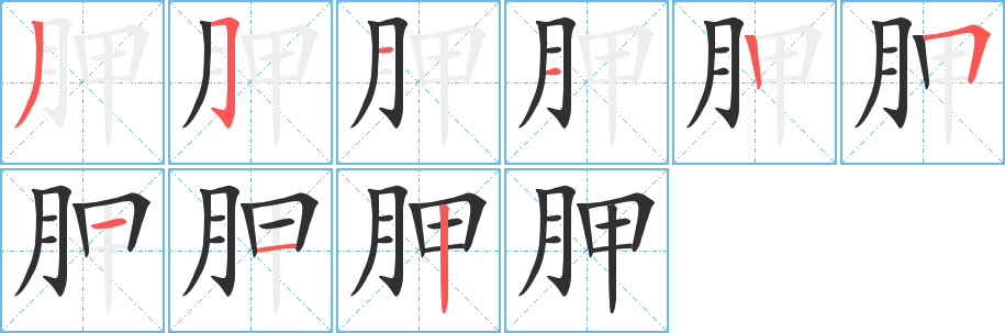 胛笔顺分步演示