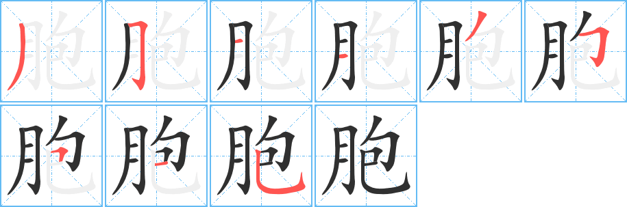 胞笔顺分步演示